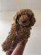 Standard Poodle Puppies for sale in Austin, TX, USA. price: NA