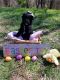 Standard Poodle Puppies for sale in Louisville, TN, USA. price: NA