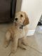 Standard Poodle Puppies for sale in North Port, FL, USA. price: $1,100