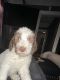 Standard Poodle Puppies for sale in New York, NY, USA. price: NA