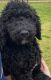 Standard Poodle Puppies for sale in Greenway, AR 72430, USA. price: $200