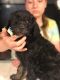 Standard Poodle Puppies for sale in Shelby, OH 44875, USA. price: $500