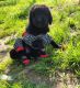 Standard Poodle Puppies for sale in Hugo, OK 74743, USA. price: $400