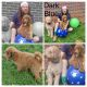 Standard Poodle Puppies for sale in 80 Blackwell Rd, Rocky Mount, VA 24151, USA. price: $1,000