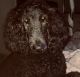 Standard Poodle Puppies for sale in North Miami, FL, USA. price: NA