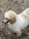 Standard Poodle Puppies for sale in Lebanon, MO 65536, USA. price: $600