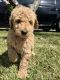 Standard Poodle Puppies for sale in Santa Ana, CA, USA. price: NA
