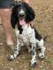 Standard Poodle Puppies for sale in Lebanon, MO 65536, USA. price: $350