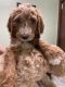 Standard Poodle Puppies for sale in Dayton, TN 37321, USA. price: $1,000