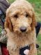 Standard Poodle Puppies for sale in Louisville, TN, USA. price: $700