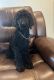 Standard Poodle Puppies for sale in Greenway, AR 72430, USA. price: $350