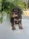 Standard Poodle Puppies for sale in Stringer, MS 39481, USA. price: $1,200