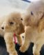 Standard Poodle Puppies for sale in Tonasket, WA 98855, USA. price: NA