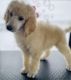 Standard Poodle Puppies for sale in Tonasket, WA 98855, USA. price: $600