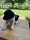 Standard Poodle Puppies for sale in Petal, MS 39465, USA. price: NA