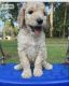 Standard Poodle Puppies for sale in Houston, TX, USA. price: $1,500