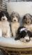 Standard Poodle Puppies for sale in Las Vegas, NV, USA. price: NA