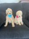 Standard Poodle Puppies for sale in Victorville, CA, USA. price: NA