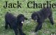Standard Poodle Puppies for sale in Ortonville, MN 56278, USA. price: NA