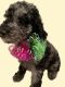 Standard Poodle Puppies for sale in Brandenburg, KY 40108, USA. price: $600