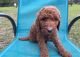 Standard Poodle Puppies for sale in Crescent City, FL 32112, USA. price: NA