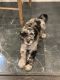 Standard Poodle Puppies for sale in Plant City, FL, USA. price: NA