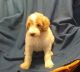 Standard Poodle Puppies for sale in 4106 Co Rd 149, Annapolis, MO 63620, USA. price: $500