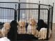 Standard Poodle Puppies for sale in Russellville, KY 42276, USA. price: $200
