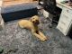 Standard Poodle Puppies for sale in Lawton, OK, USA. price: NA