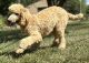 Standard Poodle Puppies for sale in Ironton, MO 63650, USA. price: NA
