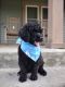 Standard Poodle Puppies for sale in Cullman, AL, USA. price: $600