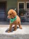 Standard Poodle Puppies for sale in Cullman, AL, USA. price: NA