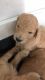 Standard Poodle Puppies for sale in Sagola, MI, USA. price: NA