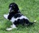 Standard Poodle Puppies for sale in Atascadero, CA 93422, USA. price: $2,000