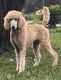 Standard Poodle Puppies for sale in Ironton, MO 63650, USA. price: $1,500