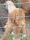 Standard Poodle Puppies for sale in Crescent Beach, FL 32080, USA. price: $495