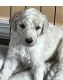 Standard Poodle Puppies for sale in Lady Lake, FL, USA. price: $800