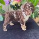 Standard Poodle Puppies for sale in Burlington, NC, USA. price: NA