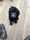 Standard Poodle Puppies for sale in Marion, WI 54950, USA. price: NA