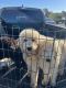 Standard Poodle Puppies for sale in Victorville, CA, USA. price: $1,000
