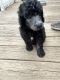 Standard Poodle Puppies for sale in Marion, WI 54950, USA. price: $1,250