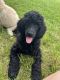Standard Poodle Puppies for sale in Helena, AL, USA. price: $600