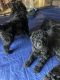Standard Poodle Puppies for sale in McPherson, KS 67460, USA. price: NA