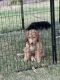 Standard Poodle Puppies for sale in Monrovia, MD 21770, USA. price: $500
