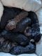 Standard Poodle Puppies for sale in Andalusia, AL, USA. price: NA