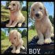 Standard Poodle Puppies for sale in Knott County, KY, USA. price: $500