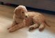 Standard Poodle Puppies for sale in Sagola, MI, USA. price: $500