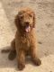 Standard Poodle Puppies for sale in Somerton, AZ, USA. price: $2,000