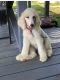 Standard Poodle Puppies for sale in 3243 Jenkins Rd, Upton, KY 42784, USA. price: $250