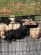 Standard Poodle Puppies for sale in 3243 Jenkins Rd, Upton, KY 42784, USA. price: $300